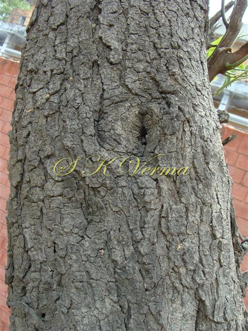  Bark